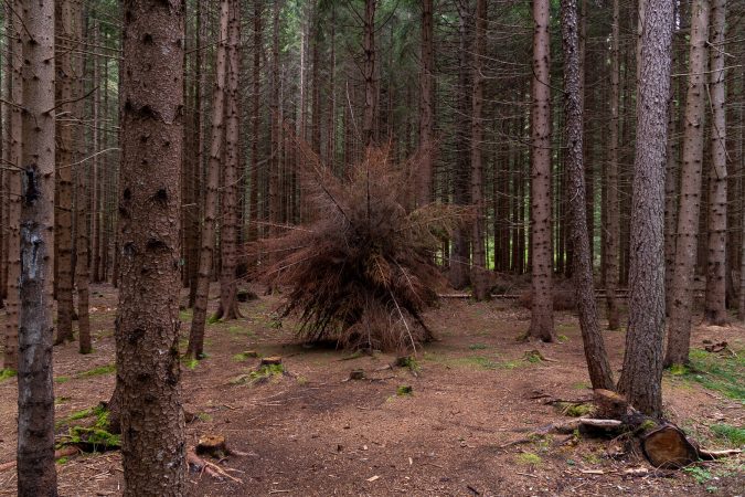 A big organic sculpture, in the middle of the forest, composed of brown dried down tree branches joined together to form a spherical structure resembling a dandelion. Artwork by Dado