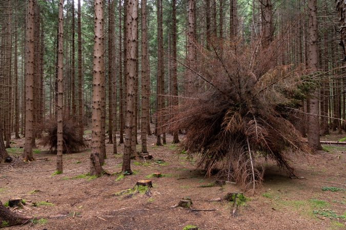 A big organic sculpture, in the middle of the forest, composed of brown dried down tree branches joined together to form a spherical structure resembling a dandelion. Artwork by Dado