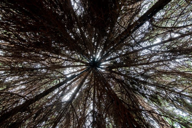 The internal view of a big organic sculpture composed of brown dried down tree branches joined together to form a spherical structure resembling a dandelion. Artwork by Dado