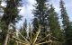 Close view of big wood sculpture, seems to rolling out the forest, composed of clear wood sticks joined together to form a geometrical spherical structure resembling a dandelion. Artwork by Dado