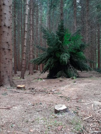 A big organic sculpture, in the middle of the forest, composed of freshly cut fir tree branches joined together to form a spherical structure resembling a dandelion. Artwork by Dado