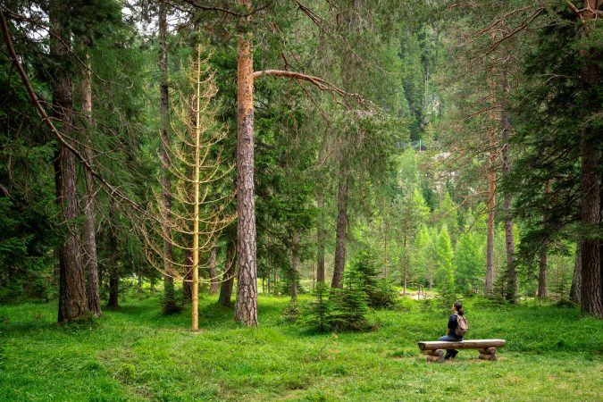 A wide view of a green forest with a girl sitting on a wooden bench contemplating a tall bare golden tree