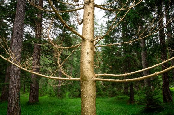 A close detail of the trunk of a golden colored tree in the forest. Installation by Dado