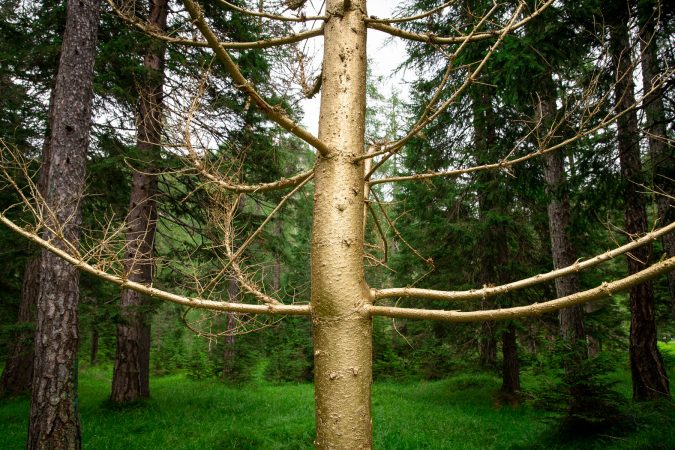 A close detail of the trunk of a golden colored tree in the forest. Installation by Dado