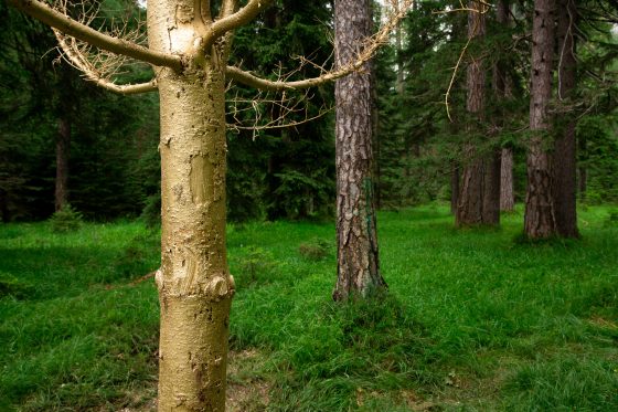 A close detail of the trunk of a golden colored tree in the forest. Installation by Dado