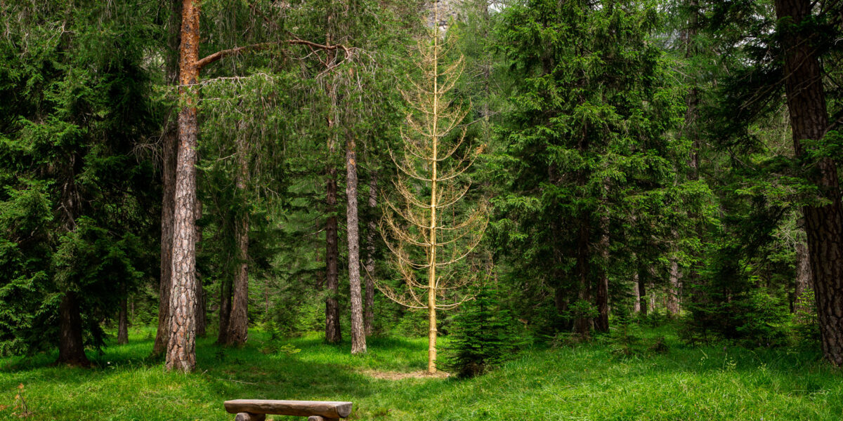 A wide view of a green forest with an empty wooden bench and, in the background, a tall bare golden colored tree. Installation by Dado