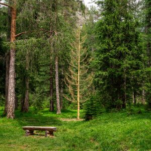 A wide view of a green forest with an empty wooden bench and, in the background, a tall bare golden colored tree. Installation by Dado