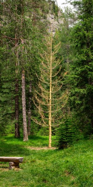 A wide view of a green forest with an empty wooden bench and, in the background, a tall bare golden colored tree. Installation by Dado