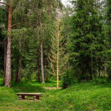 A wide view of a green forest with an empty wooden bench and, in the background, a tall bare golden colored tree. Installation by Dado