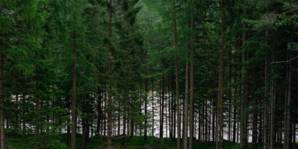 Panoramic view of a mountain landscape with a series of tall wooden boards planted in the ground forming a big X in the middle of a mountain path, in front of a grass field, with high trees in the background. Sculpture installation by Dado.