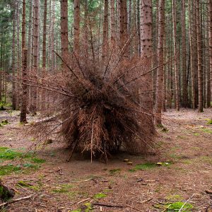 A big spherical bush made of dried out fir branches, resembling a giant dandelion, is placed in the middle of the forest surrounded by tall fir trees. Artwork by Dado