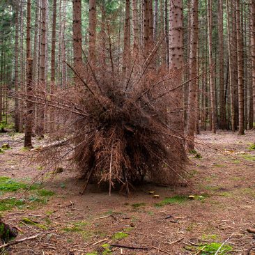 A big spherical bush made of dried out fir branches, resembling a giant dandelion, is placed in the middle of the forest surrounded by tall fir trees. Artwork by Dado
