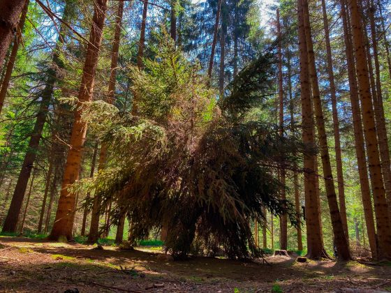 A big spherical bush made of fir branches, resembling a giant dandelion, is placed in the middle of the forest surrounded by tall fir trees. Artwork by Dado